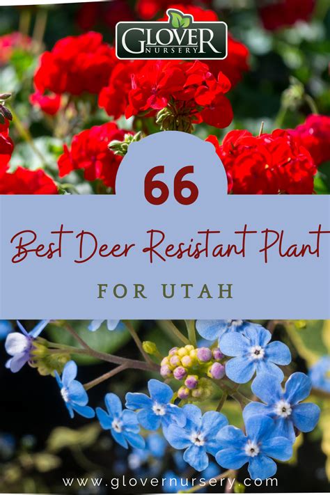 The problem is that what works in one region may not work in another. Pin on Family Gardening