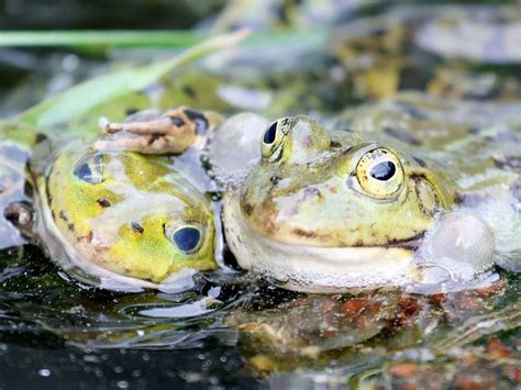 Over Harvesting May Wipe Out Water Frogs In Turkey The Tribune India