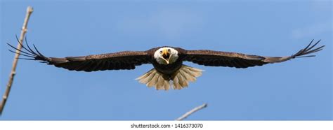 1440 Screaming Eagle Images Stock Photos And Vectors Shutterstock