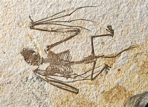 Des Squelettes De Chauve Souris Fossilisés Vieux De 52 Millions D