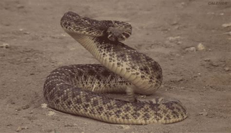 Snake Rattlesnake  Find And Share On Giphy