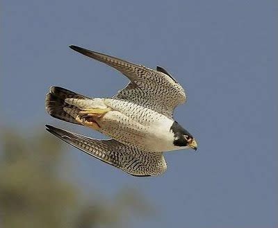 Habilita o personagem a controlar uma ave de rapina. Coquetel de Bio: Você sabia. O voo do falcão-peregrino ...