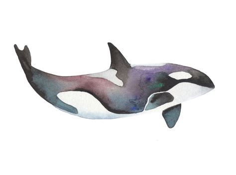 Orca Whale Watercolour 11x14 Print