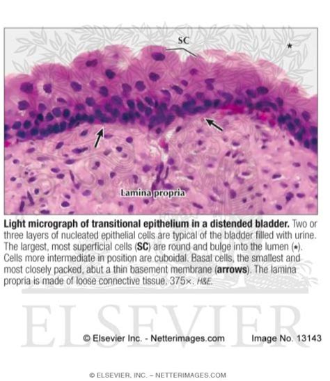 Light Micrograph Of Transitional Epithelium In A Distended Bladder
