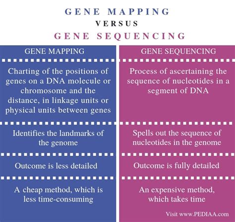 What Is The Difference Between Gene Mapping And Gene Sequencing