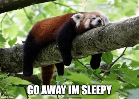 Lazy Red Panda Memes Imgflip