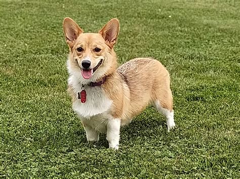 Pembroke welsh corgi pupies 15days. Welsh Corgi - Wikipedia