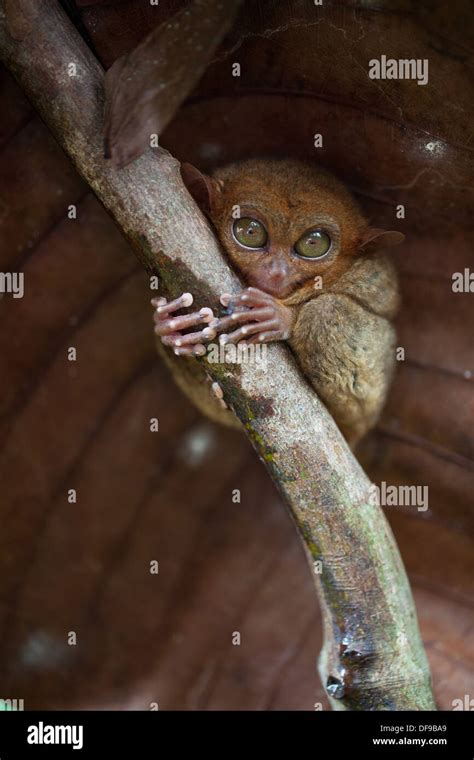 A Philippine Tarsier Carlito Syrichta Clings To A Branch At The Tarsier Conservation Area Near