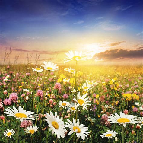 Daisy Pictures Images And Stock Photos Istock