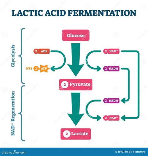 Fermentation Diagram Labeled