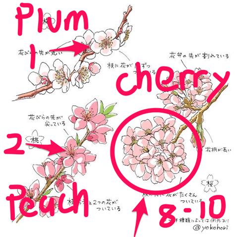 How To Figure Out The Differences Between Plum Cherry And Peach