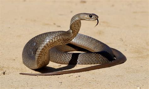 10 Poisonous Snakes In Australia 2022