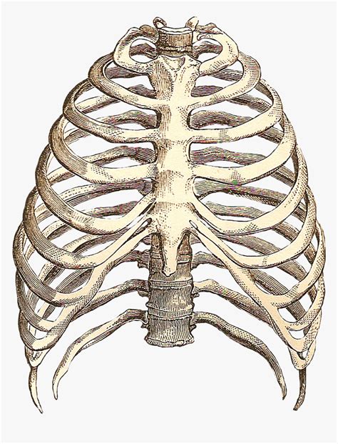 Rib Cage Png Best Way To A Womans Heart Is Between Transparent Png