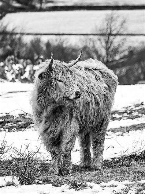 The Highland Cow Black And White Photograph By Linsey Williams