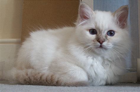 The Truth About Birman Seal Point Kittens Is About To Be Revealed