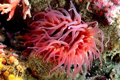 Sea Anemone Sting Cells Could Inspire New Drug Delivery Systems
