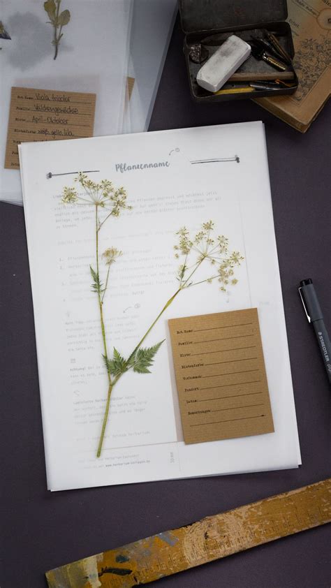 Vorlage verschiedener deckblätter mit pflanzenfotos für ein unter pflanzenbilder (extern) kannst du kostenlose bilder von pflanzen für dein herbarium. Ein eigenes Herbarium anlegen mit klassischen Vorlagen von ...
