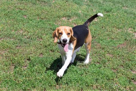 25 Beagle Coat Colors And Markings With Pictures Hepper