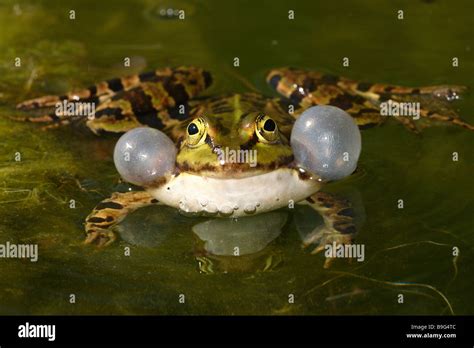 Edible Frog Rana Esculenta Stock Photo Alamy