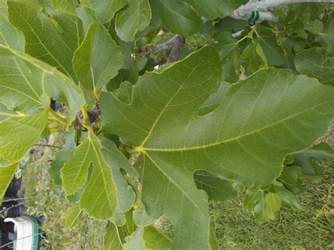 Too many trees on the deck. FigBid - Online Auctions of Fig Trees, Fig Cuttings ...