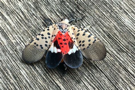 Nj Urging Residents To Destroy Spotted Lanternfly Eggs Heres How To