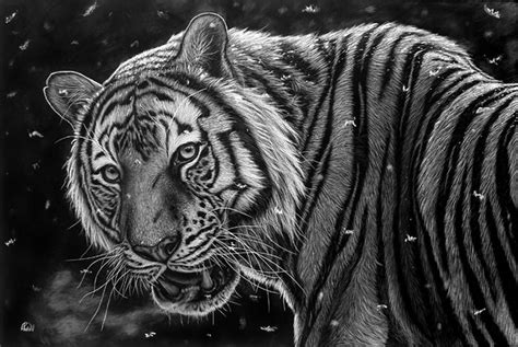 Wildlife Art Scratchboard Irfan Ahmed Artist Scotland