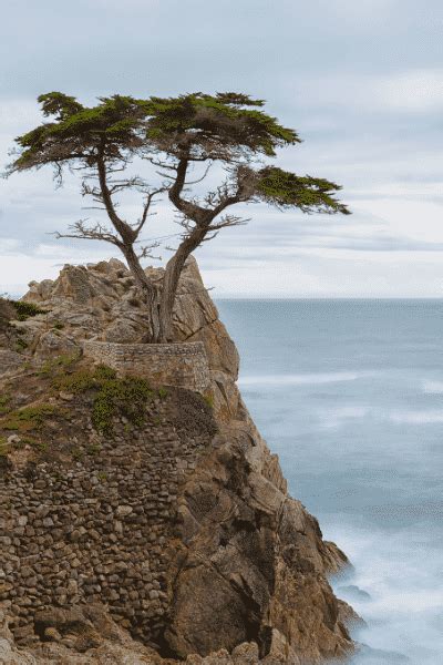 The Lone Cypress In Pebble Beach Ca