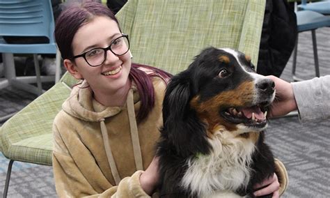 Therapy Dogs Bring Smiles To Hs Schalmont