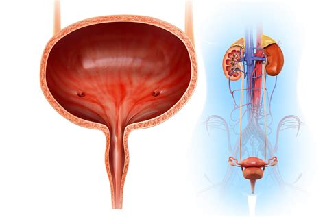 Female Urology And External Sexual Anatomy