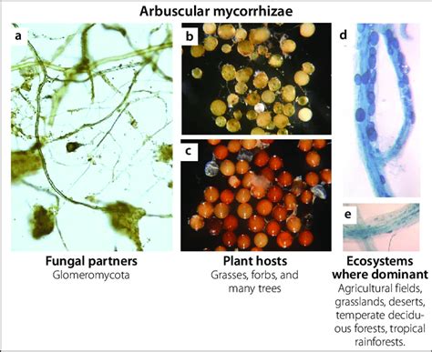 Arbuscular Mycorrhizal Fungi Form Large Quantities Of Tangled Hyphal