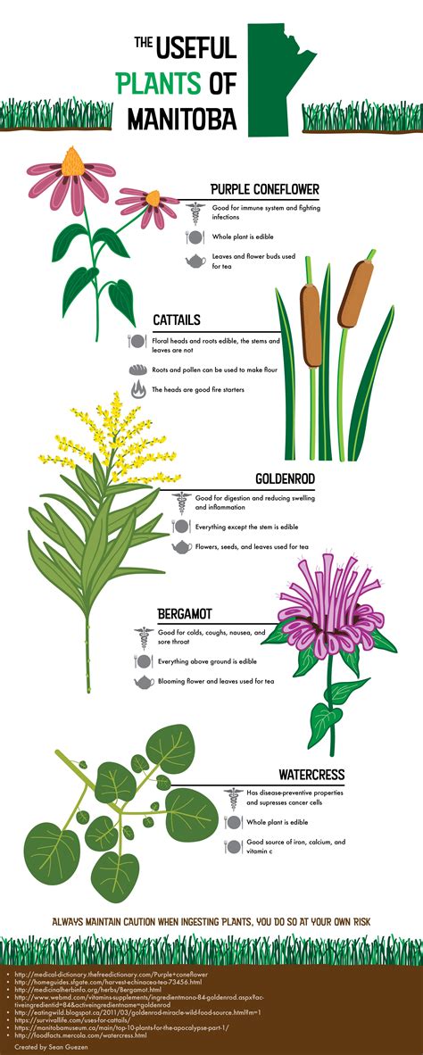 Five Useful Plants In Manitoba A Short Guide To Common Edible