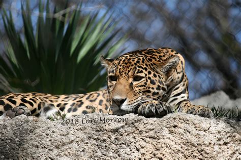 Jaguar At Fort Worth Zoo Tuckertessamom Flickr