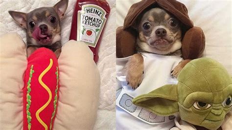 Chihuahuas Dressed Up In Silly Outfits Youtube