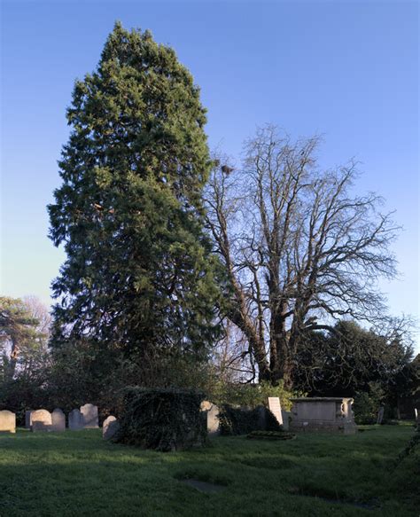 Churchyard Trees © Bob Harvey Geograph Britain And Ireland