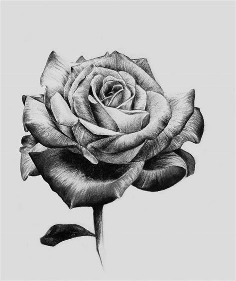 Черно белые рисунки розы для срисовки 31 фото 🔥 Прикольные картинки и