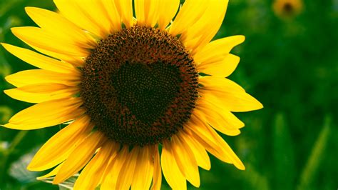 Download 1920x1080 Sunflower Macro Bloom Petals