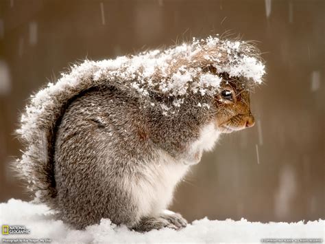 25 Perfectly Captured Photos Of Animals In Snow Snow Addiction News