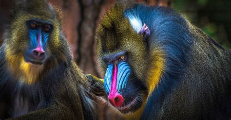 Mandrill Teeth Everything You Need To Know Imp World