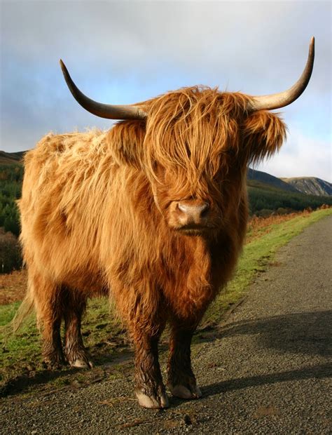 Scottish Highland Cattle Linginriko