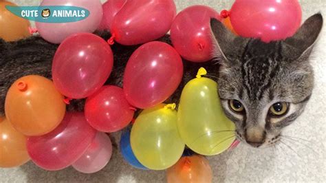 Magic Balloons And Cute Cat 🐱 Cats Vs Balloons 🎈 Funny And Cute Cats Playing Balloons