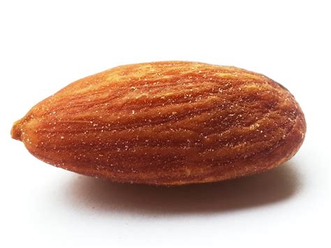 Single Almond Free Stock Photo Public Domain Pictures