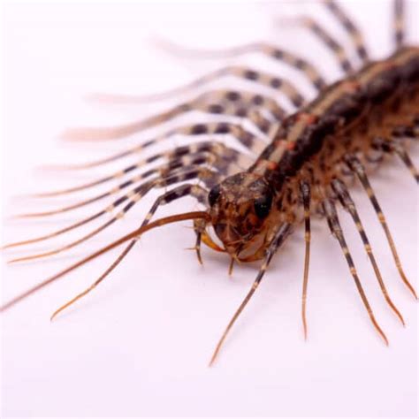 House Centipede Control In Northern Virginia With Extermpro · Extermpro