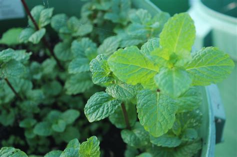 Buy Spearmint Mentha Viridis Garden Mint Growers Organics