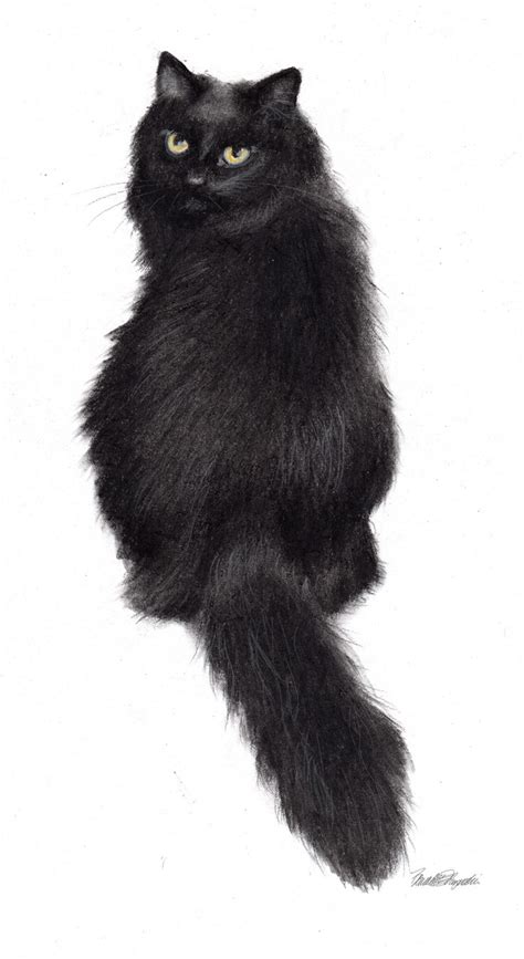 Commissioned Portraits A Quartet Of Sketches Black Cat Drawing