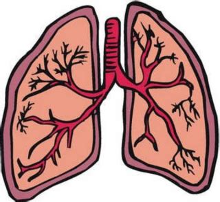 Lung PNG Lung Transparent Background FreeIconsPNG