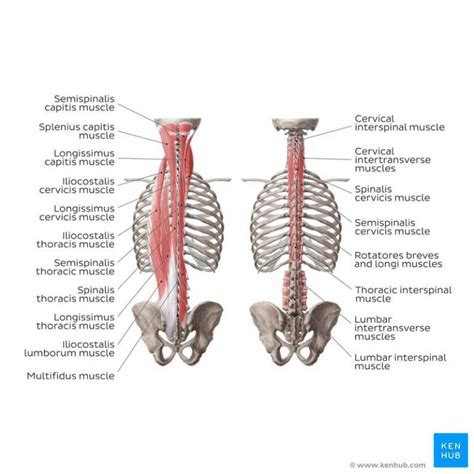 Absolutely Everything You Need To Know About The Erector Spinae Muscles