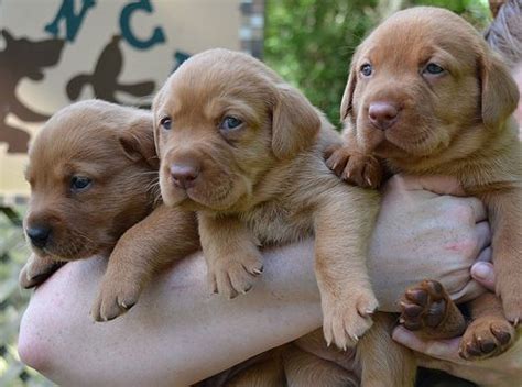 Akc labrador retriever puppies we spend a lot of time with our pups and they are well we have english lab puppies for sale from lt yellow to snow white,and chocolate and red. 3 little fox red lab pups. (With images) | Lab puppies ...