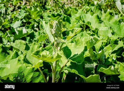 Thorn Weeds Hi Res Stock Photography And Images Alamy