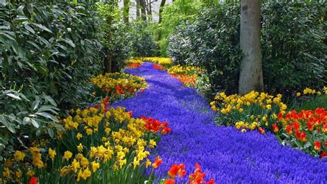 Beautiful Colorful Flowers Relaxing Nature In The Park Wallpaper