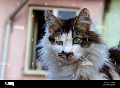 Alley Cat Hi Res Stock Photography And Images Alamy